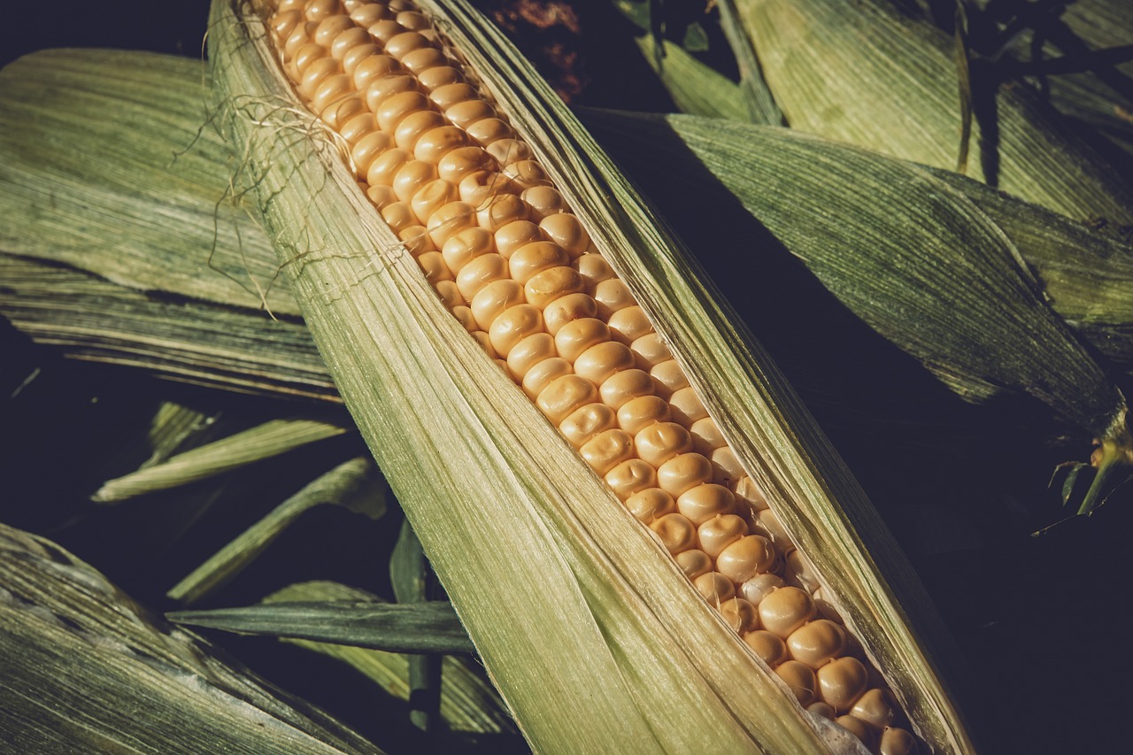 需求预期向好 玉米价格企稳 雨水较多对粮食质量有一定影响